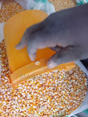 Yellow Corn