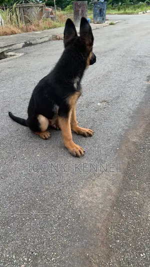 0-1 month Male Purebred German Shepherd