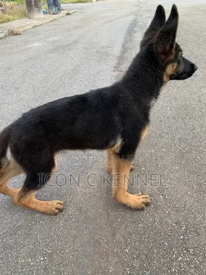 0-1 month Male Purebred German Shepherd