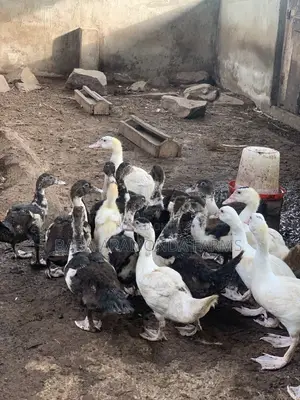Muscovy Ducklings Available