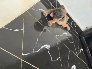 1-3 months Female Purebred Boerboel