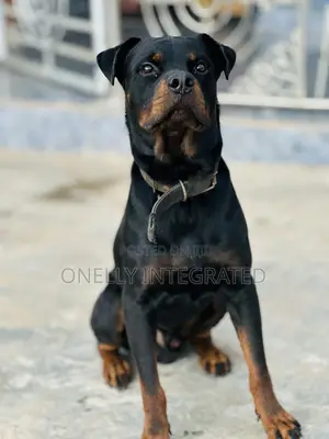 1+ year Male Purebred Rottweiler