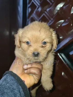1-3 months Female Purebred Lhasa Apso