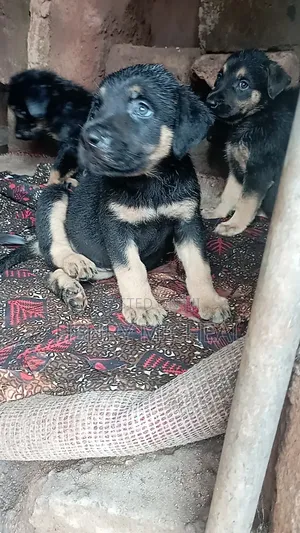 1-3 months Female Purebred Rottweiler