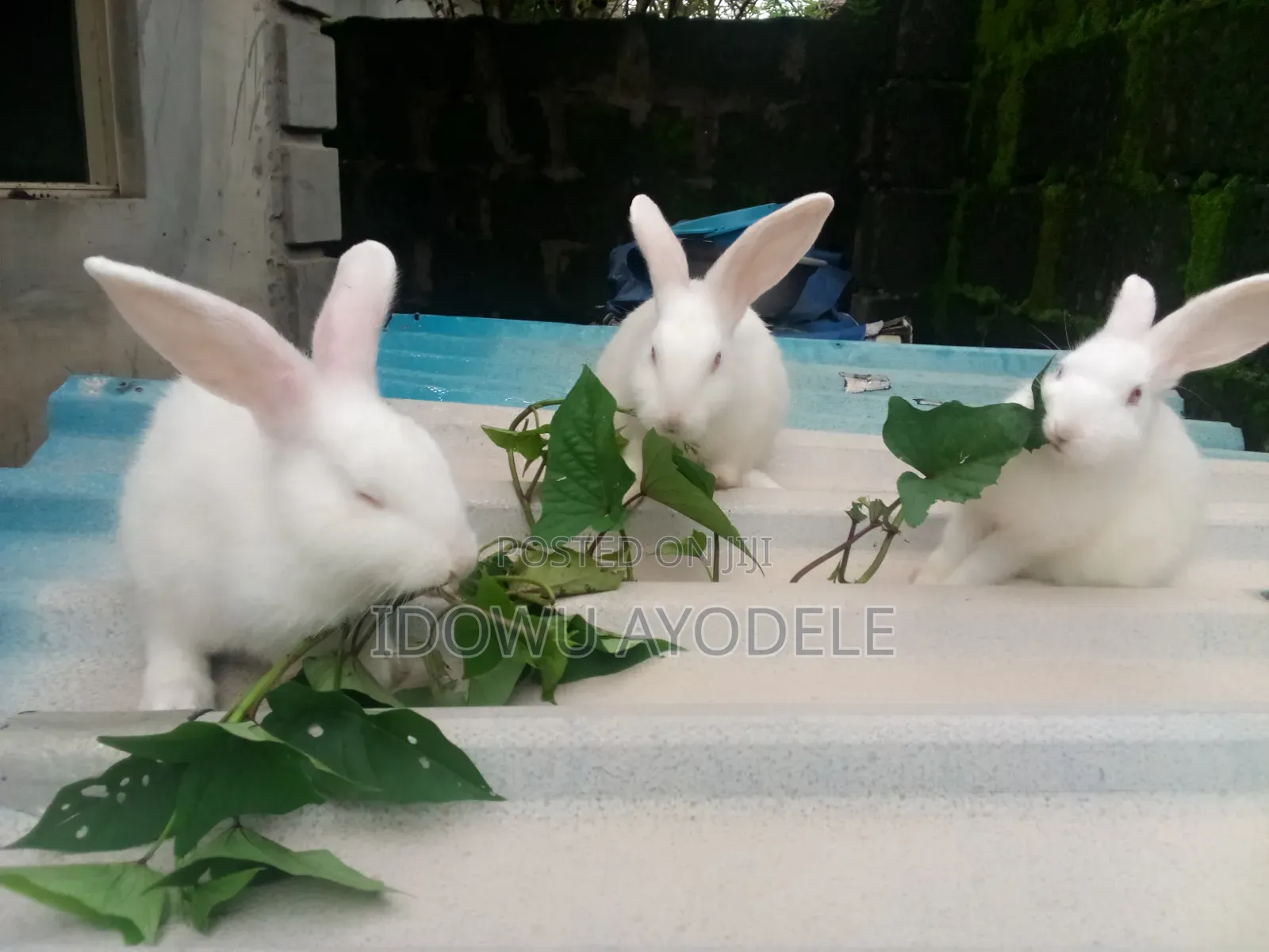 Exotic Bunny