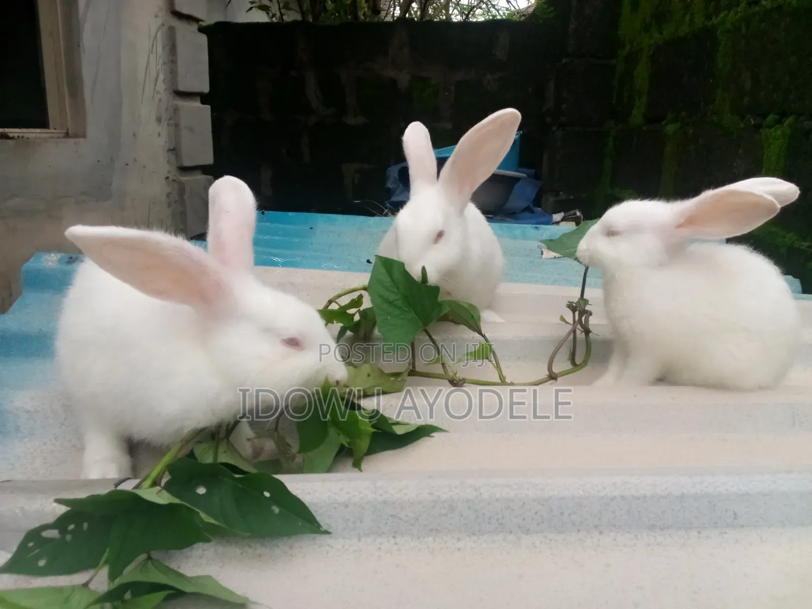 Exotic Bunny