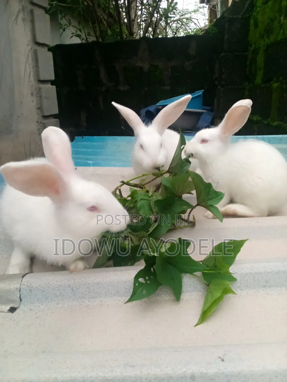 Exotic Bunny