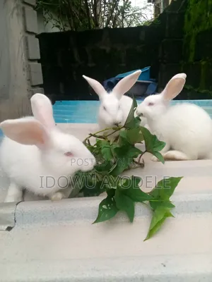 Exotic Bunny