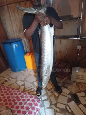 Barracuda Fish