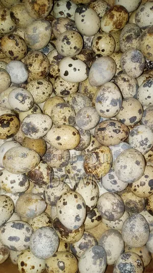 Fertile Quail Eggs for Sale