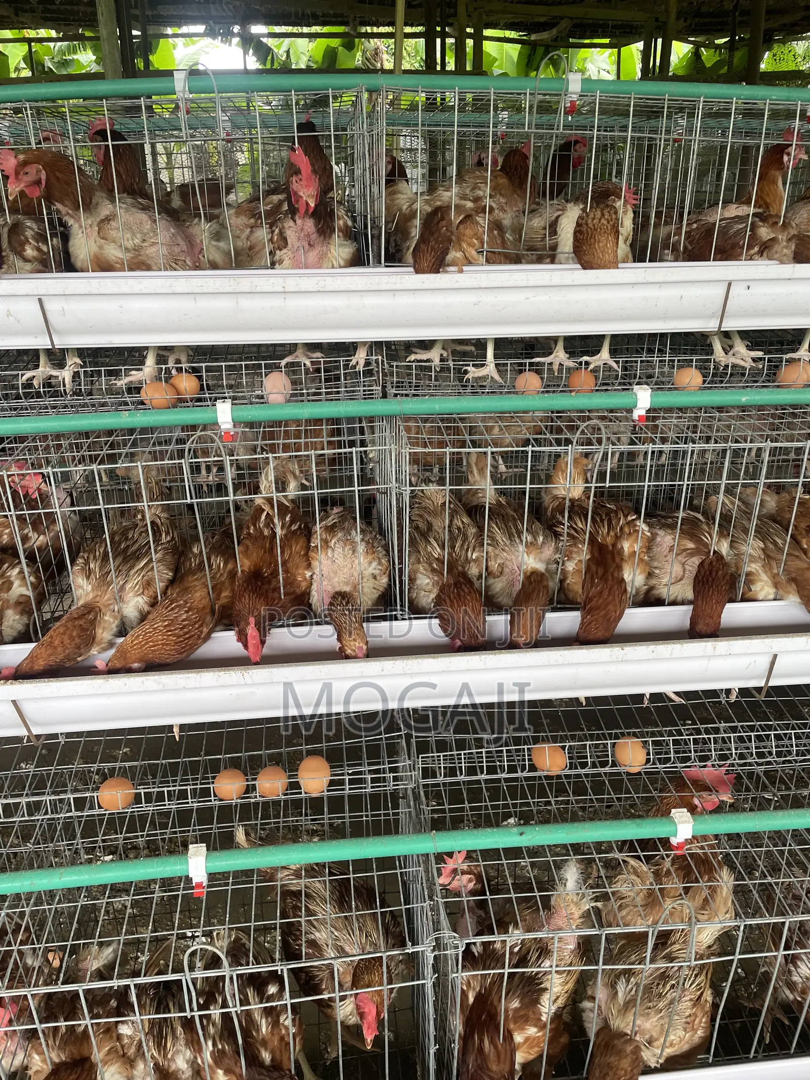 Battery Cage