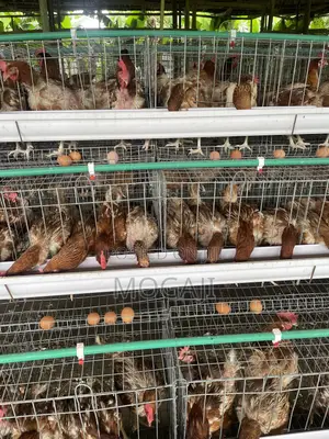 Battery Cage