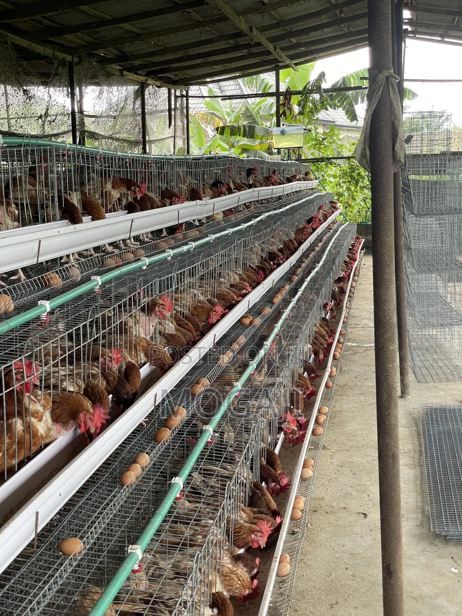 Battery Cage
