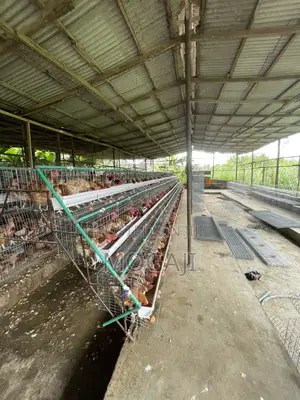 Battery Cage