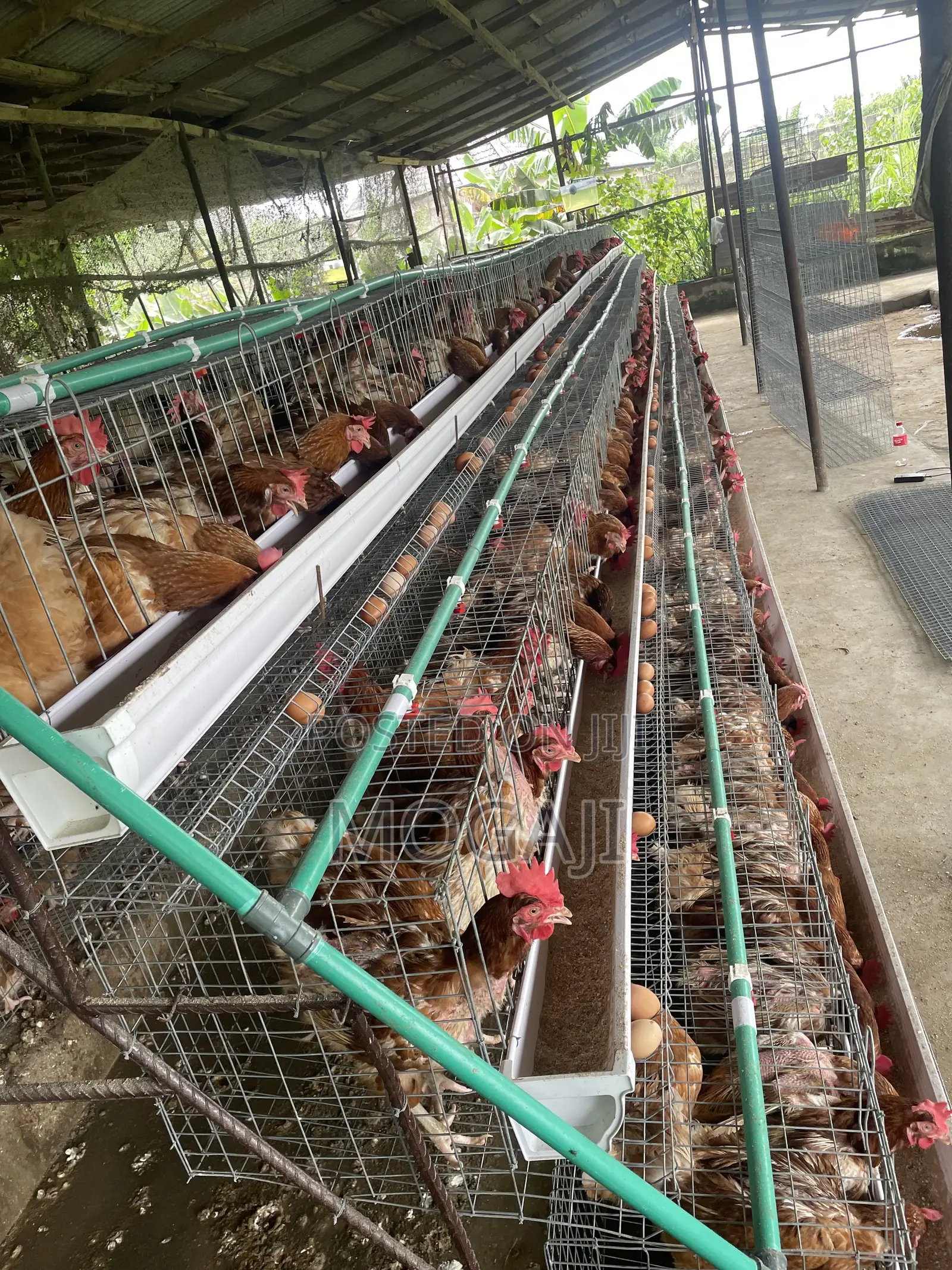 Battery Cage