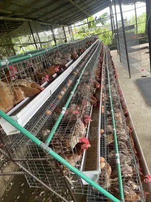 Battery Cage