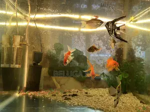 90 Liters Aquarium Glass With Fishes and Filter Included