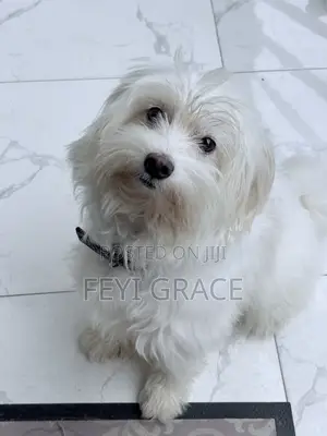 1+ year Female Mixed Breed Lhasa Apso