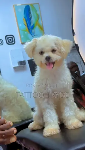 6-12 months Female Purebred Lhasa Apso
