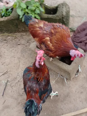 Noiler Chicken