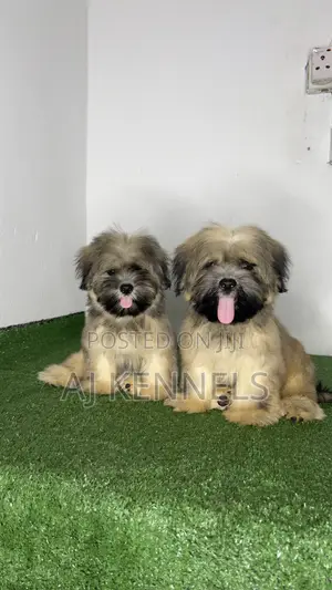 3-6 months Male Purebred Lhasa Apso