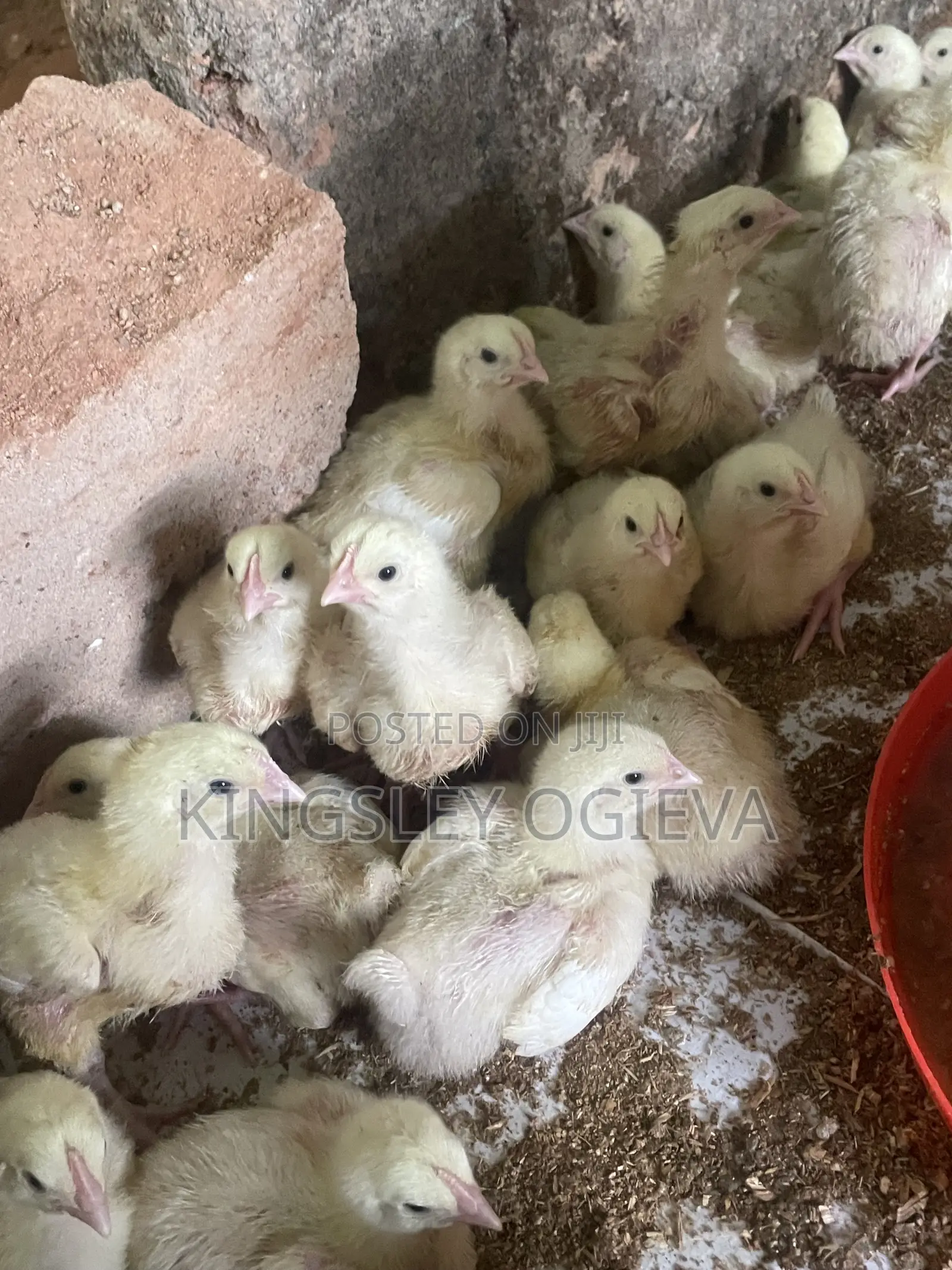 2 Weeks Old Broilers Available for Sale