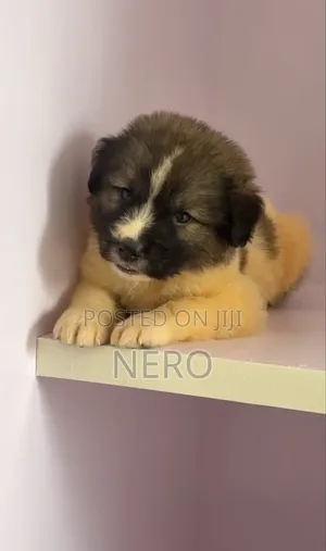 1-3 months Female Purebred Caucasian Shepherd