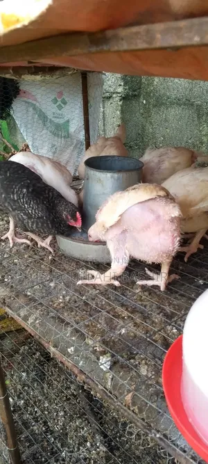 Broiler Agrited 6 Weeks