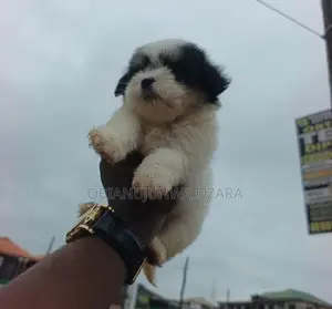 1-3 months Female Purebred Lhasa Apso