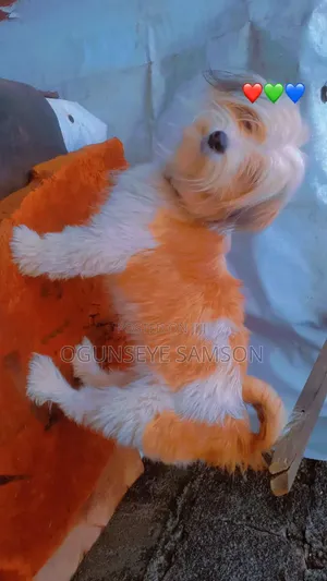 1+ year Female Purebred Lhasa Apso