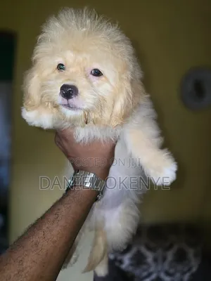 1-3 months Male Purebred Lhasa Apso