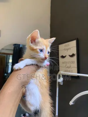 1-3 months Female Purebred Turkish Angora