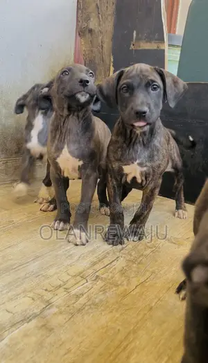 1-3 months Female Mixed Breed American Pit Bull Terrier