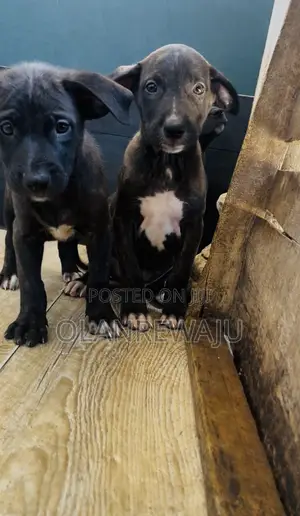 1-3 months Male Mixed Breed American Pit Bull Terrier