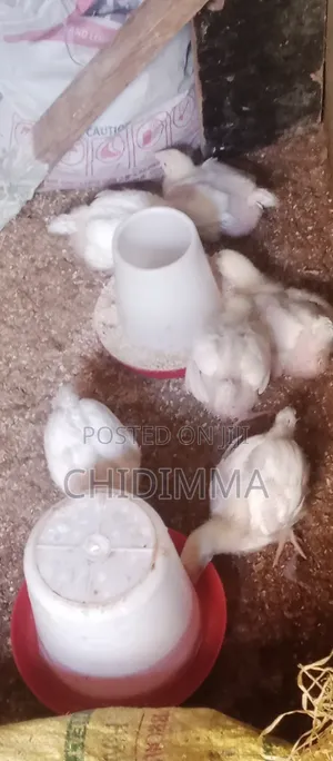2weeks Chicken