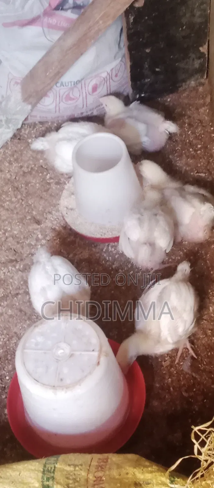 2weeks Chicken