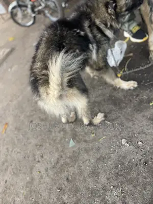 1+ year Male Purebred Lhasa Apso