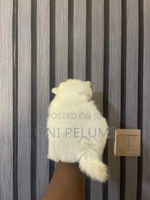 1-3 months Female Purebred American Eskimo