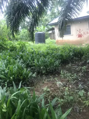 Cocoa and Oil Palm Seedlings