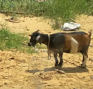Female West Africa Dwarf Goats