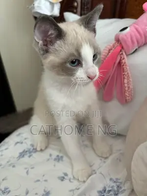 1-3 months Female Purebred Siamese
