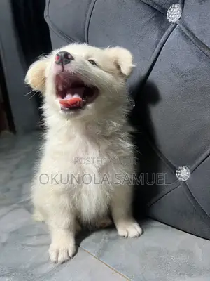 1-3 months Female Purebred American Eskimo