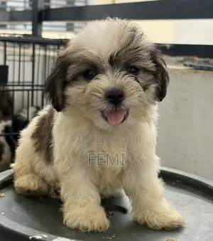 0-1 month Female Purebred Lhasa Apso