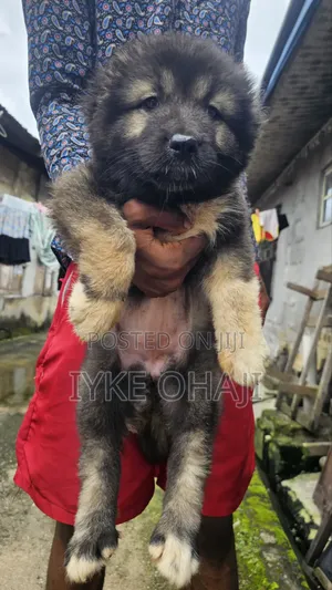 1-3 months Female Purebred Caucasian Shepherd