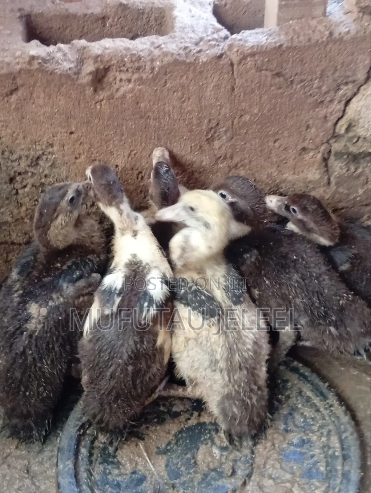 4 Weeks Muscovy Duck