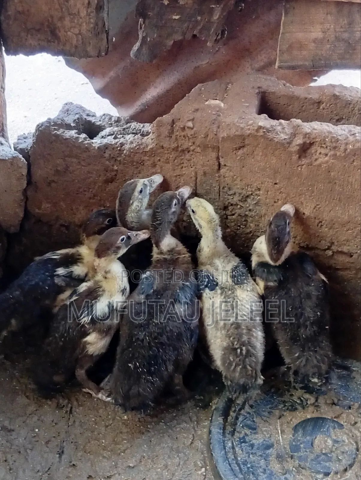 4 Weeks Muscovy Duck
