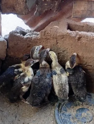4 Weeks Muscovy Duck