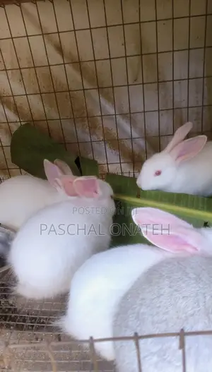Foreign Bunnies Available | Rabbit For Sell