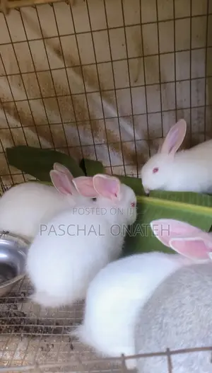 Foreign Bunnies Available | Rabbit For Sell