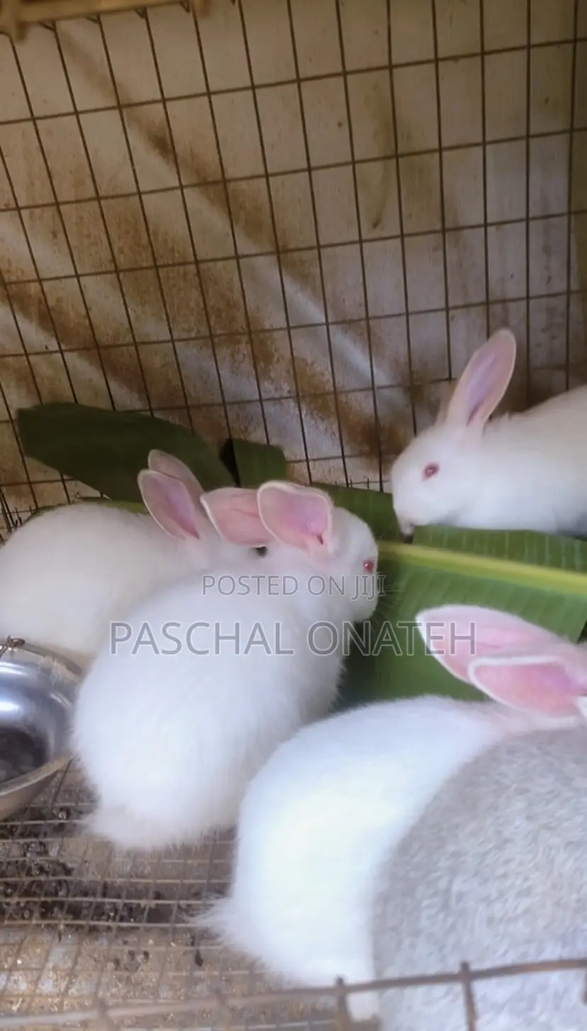 Foreign Bunnies Available | Rabbit For Sell